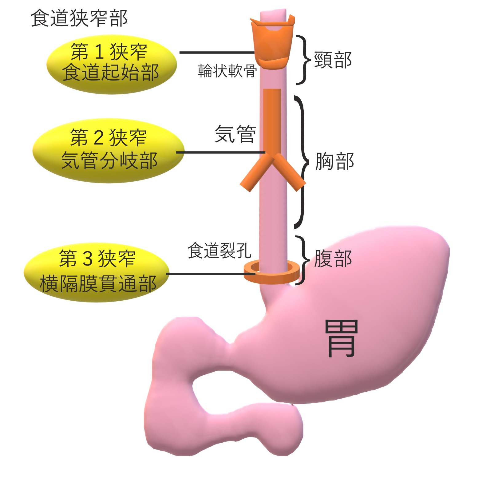 食道 からだブログ